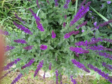 Шалфей Caradonna (Дубравный)