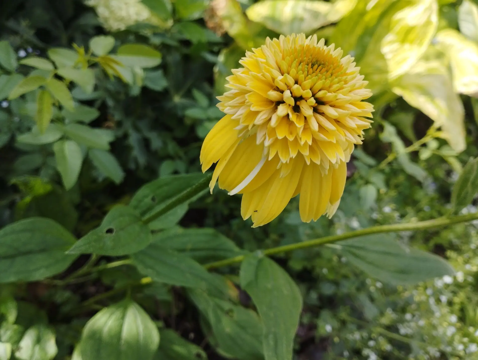 Эхинацея Lemon drop