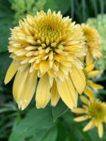 Эхинацея Meteor yellow