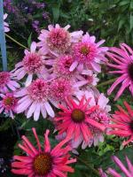 Эхинацея Secret romance