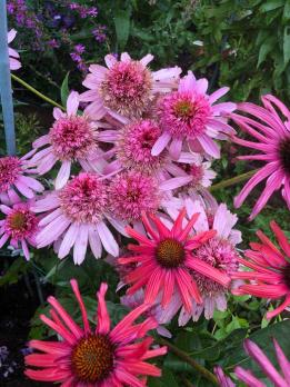 Эхинацея Secret romance