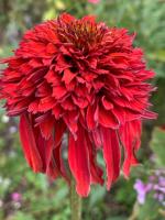 Эхинацея Hot papaya