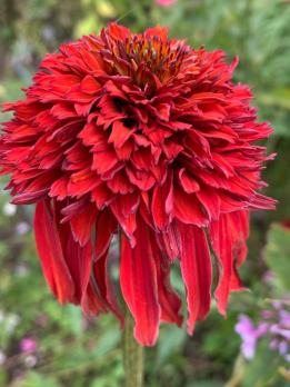 Эхинацея Hot papaya