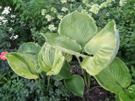 Хоста Ufo (G)