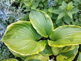 Хоста Ufo (G)