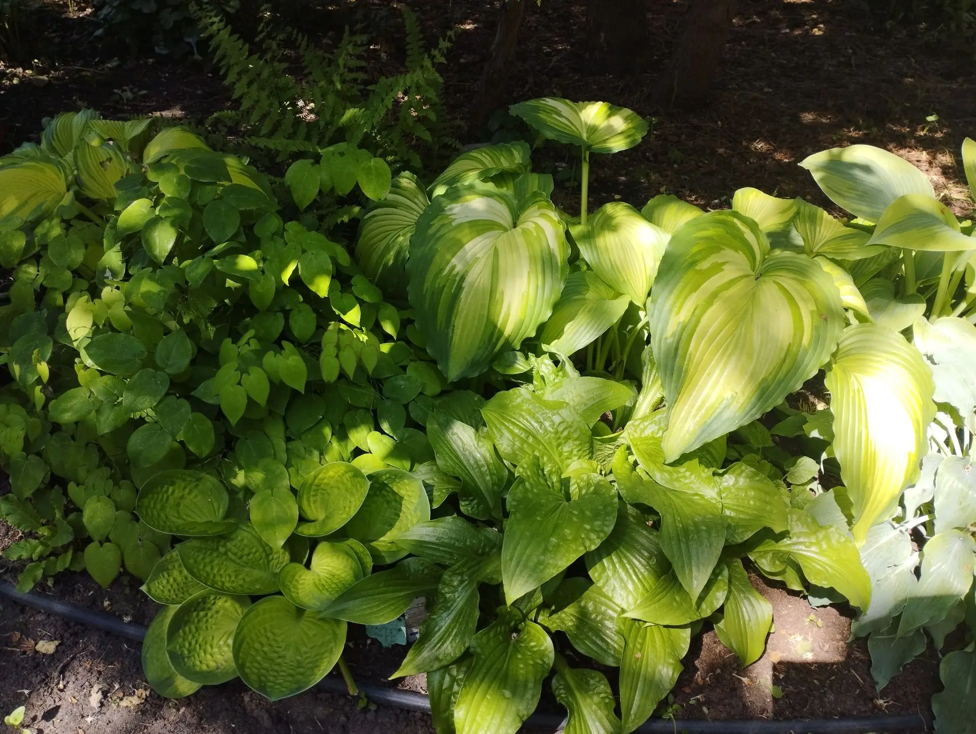 Хоста War paint (G)