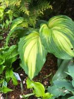 Хоста War paint (G)