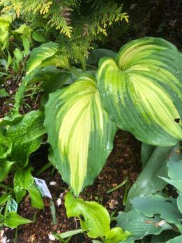 Хоста War paint (G)