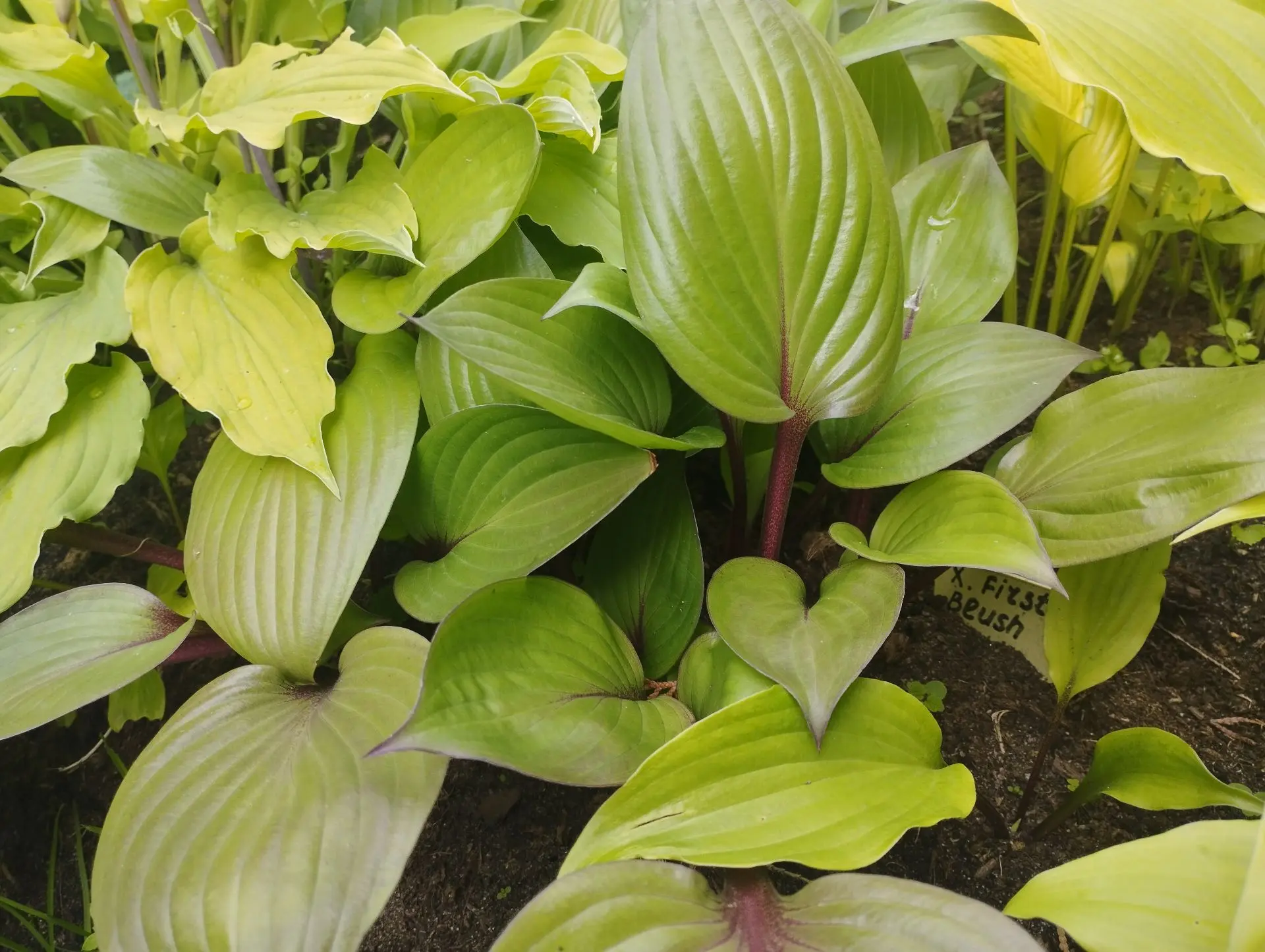 Хоста First blush (S-M)