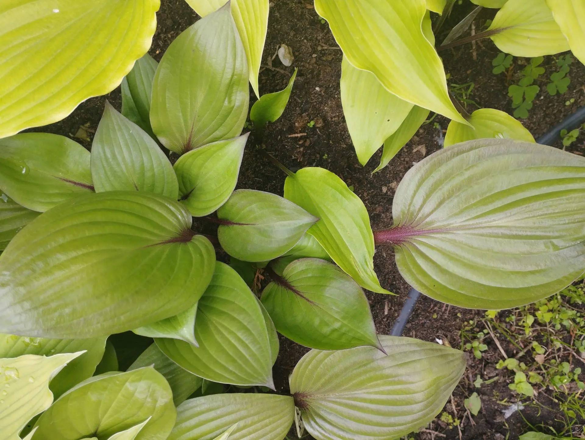 Хоста First blush (S-M)