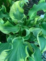 Хоста Wheee!!! (М)