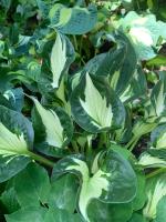 Хоста Whirlwind (М)