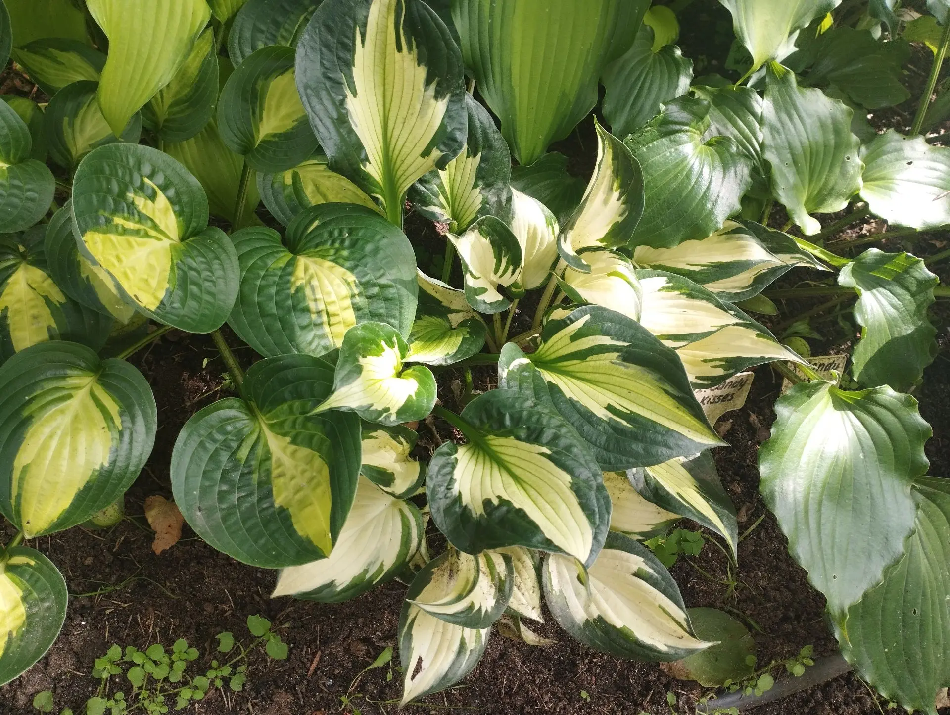 Хоста Whirlwind (М)