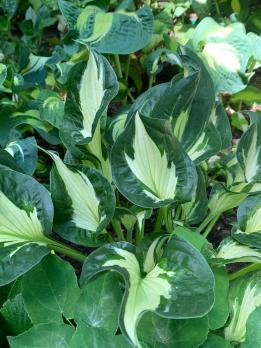 Хоста Whirlwind (М)