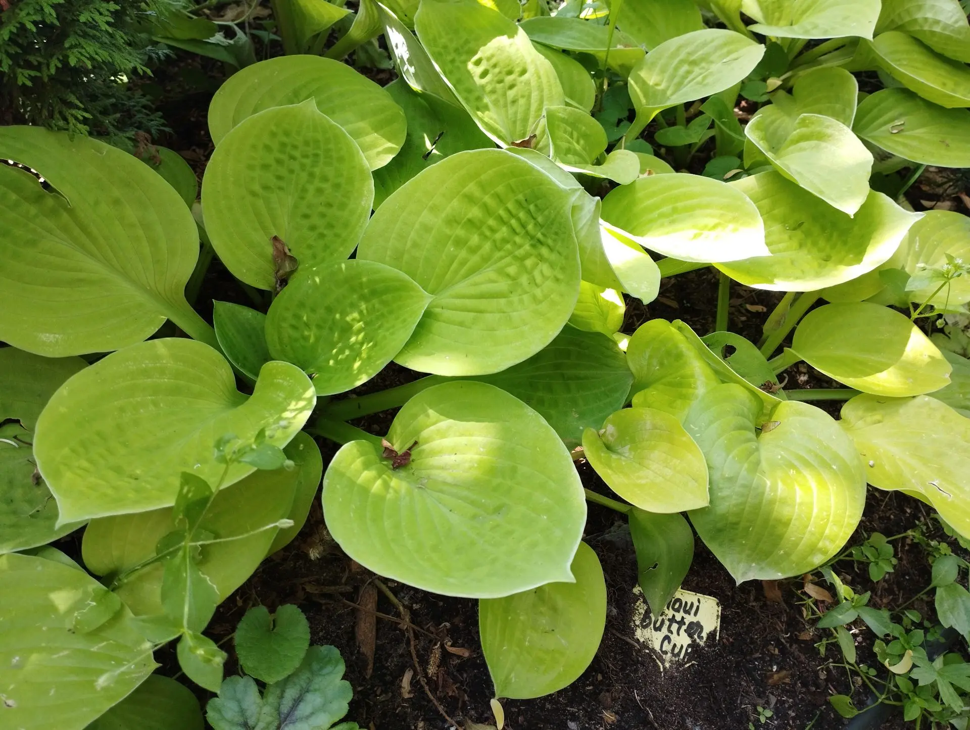 Хоста Holar сrimson grape (М)