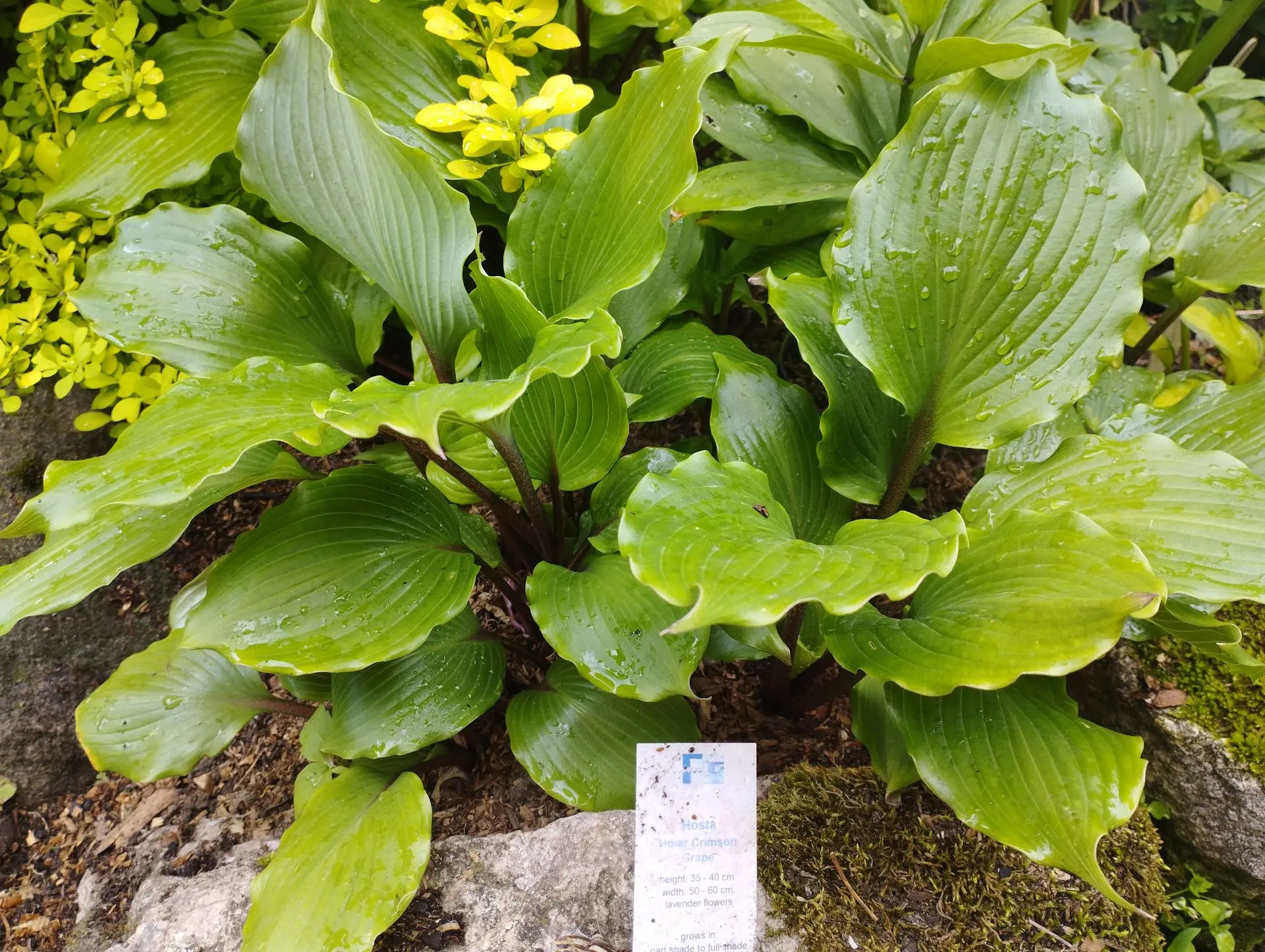 Хоста Holar сrimson grape (М)