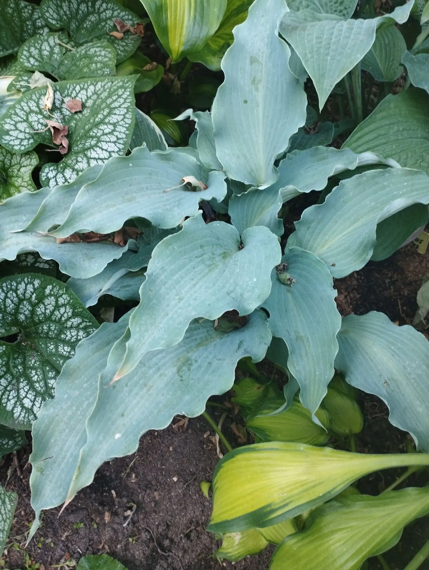 Хоста Skywriter (М)