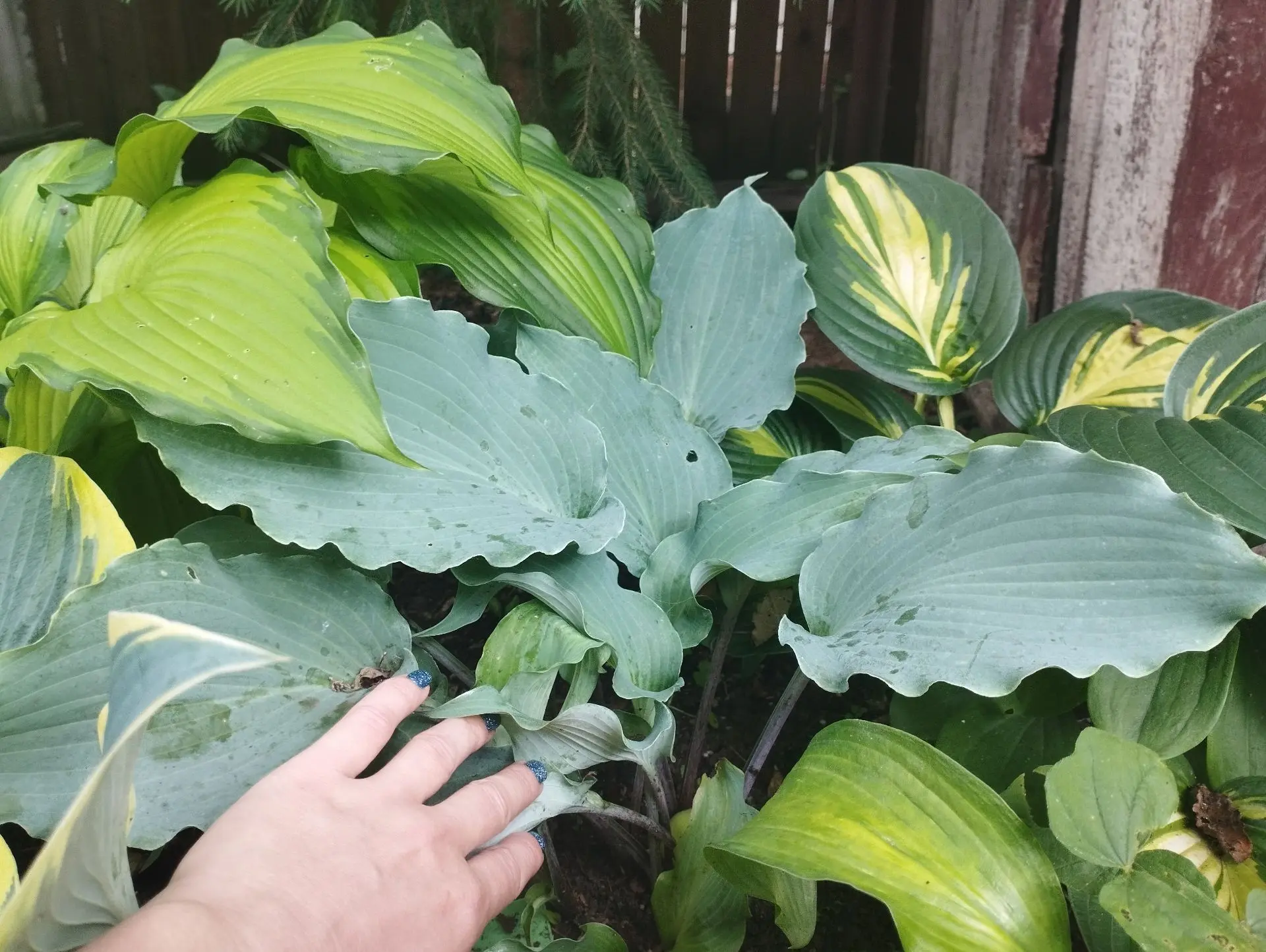 Хоста Skywriter (М)