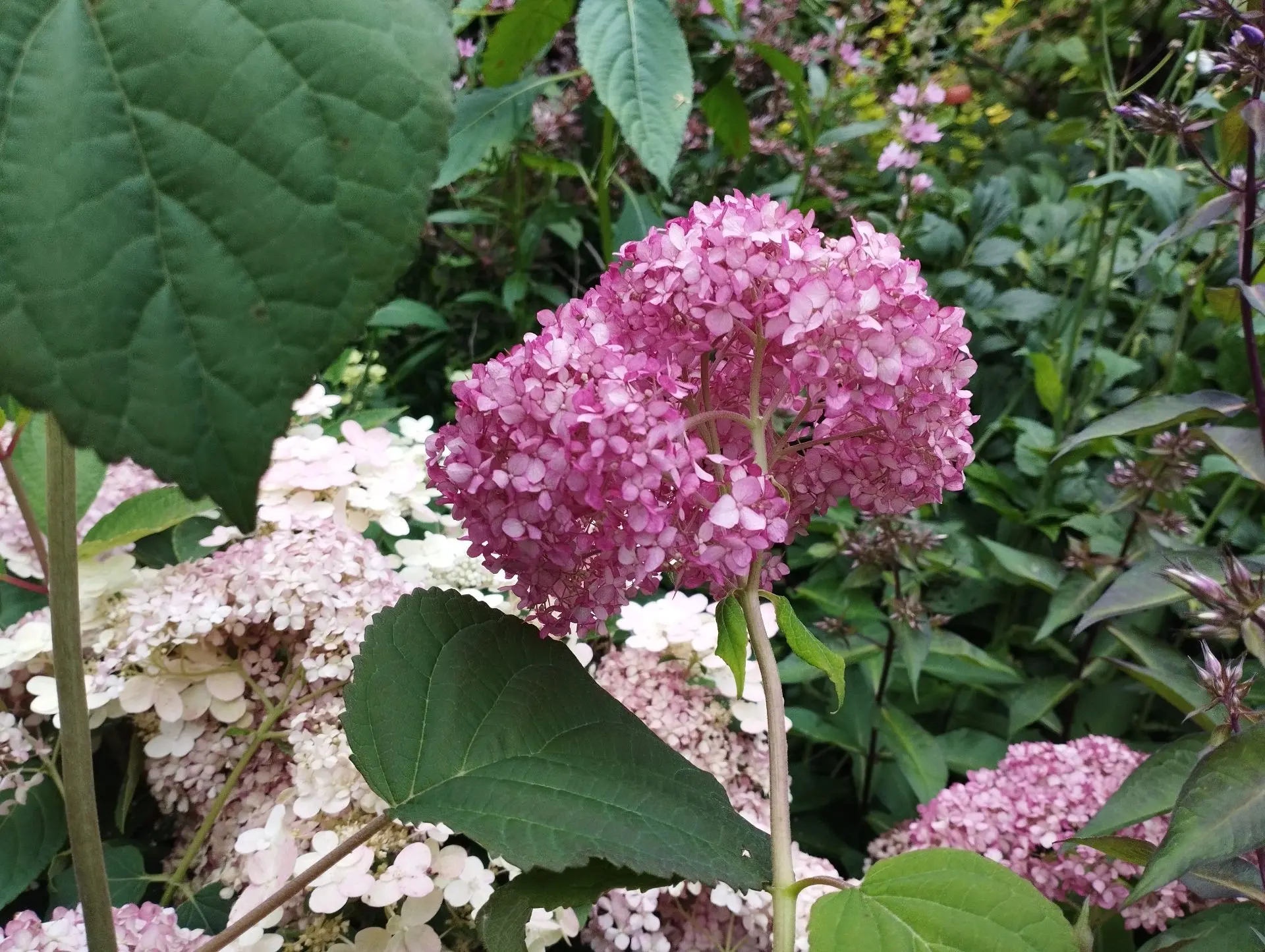 Гортензия древовидная Magical pinkerbell