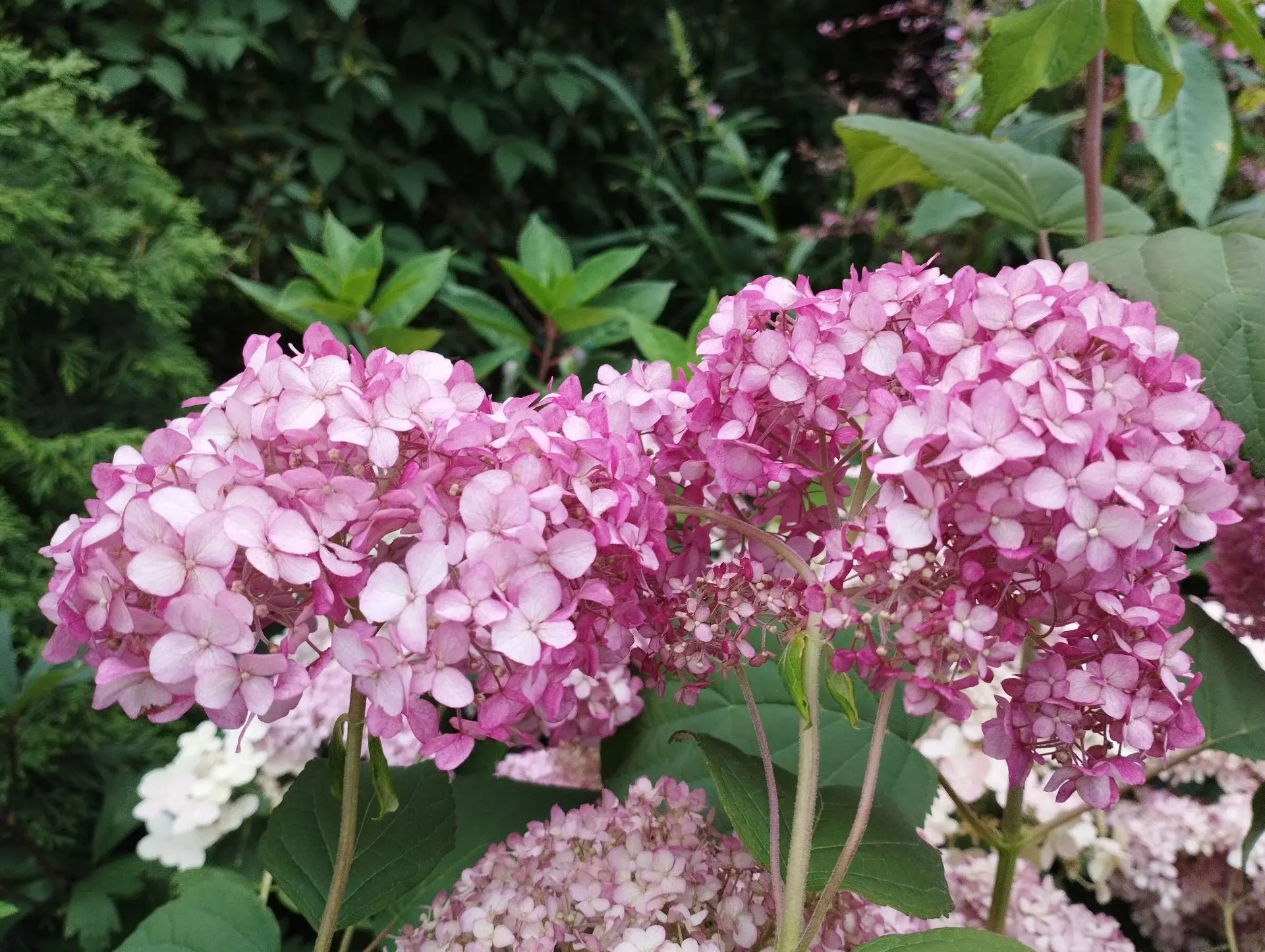 Гортензия древовидная Magical pinkerbell