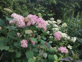 Гортензия древовидная Magical pinkerbell