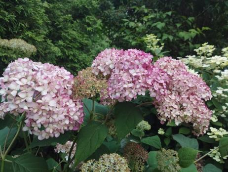 Гортензия древовидная Magical pinkerbell