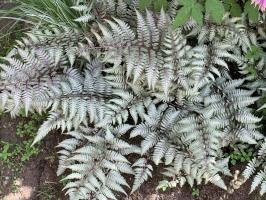 Папоротник SILVER FALLS (Кочедыжник ниппонский)