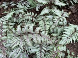 Папоротник SILVER FALLS (Кочедыжник ниппонский)