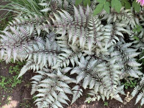 Папоротник SILVER FALLS (Кочедыжник ниппонский)