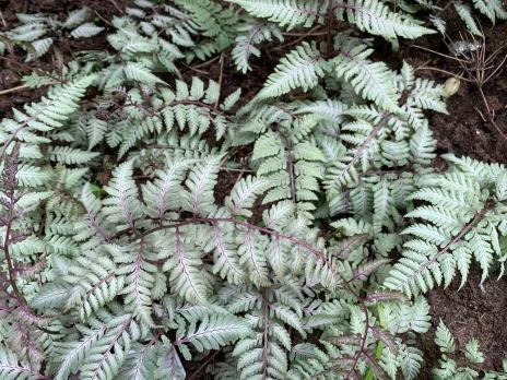 Папоротник SILVER FALLS (Кочедыжник ниппонский)