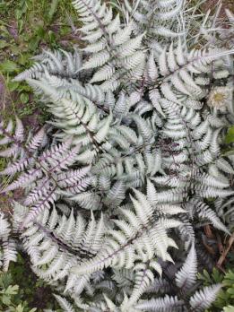 Папоротник SILVER FALLS (Кочедыжник ниппонский)