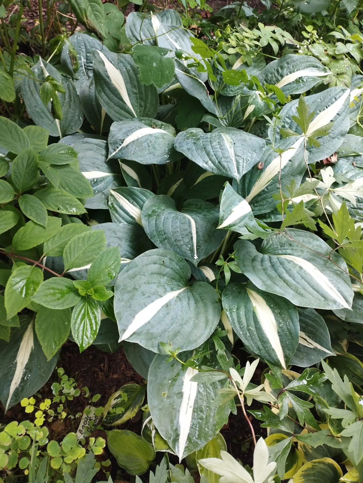 Хоста Pin up (М)