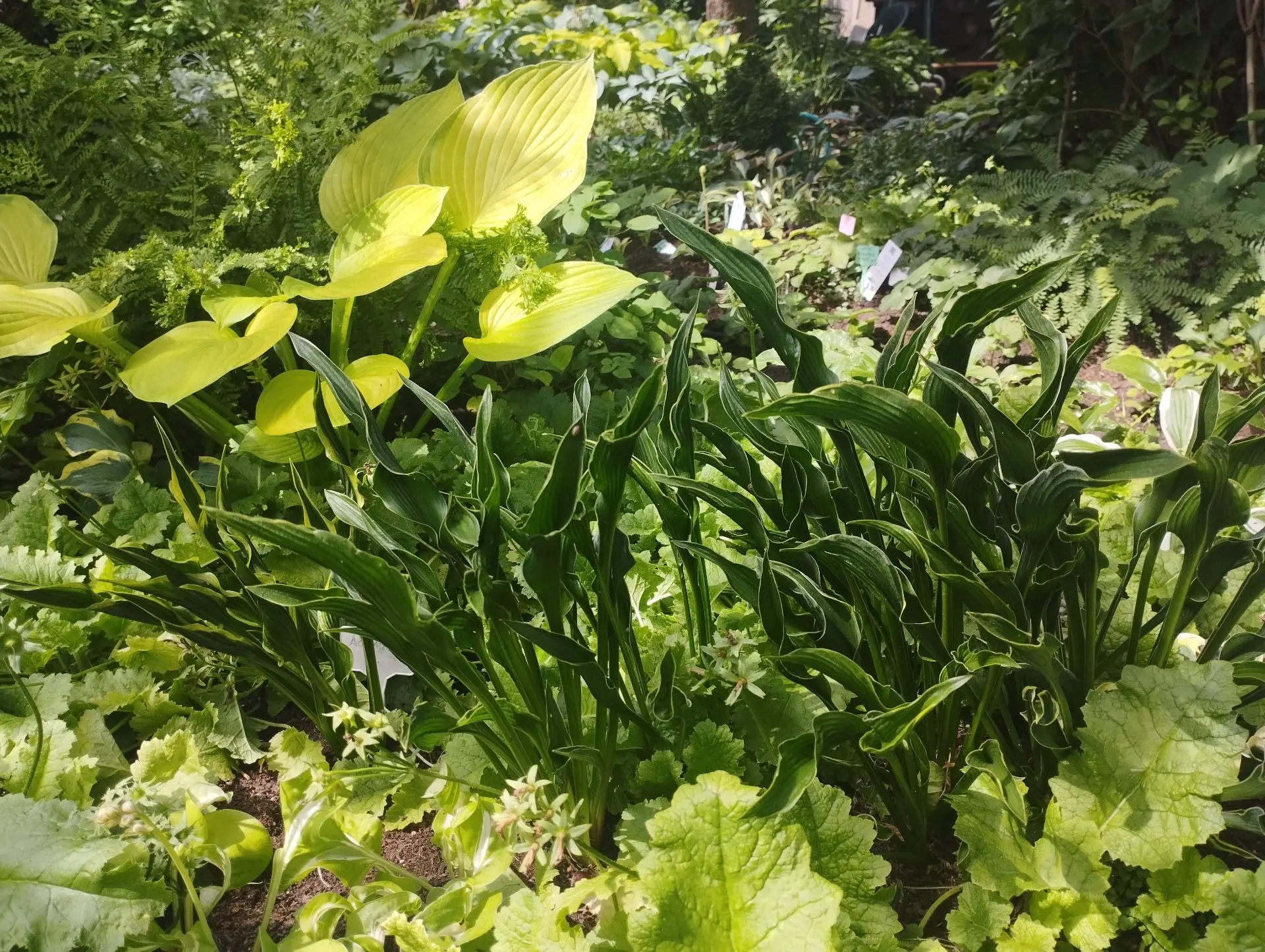 Хоста Praying hands (М)