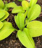 Хоста Sun mouse (Mini)