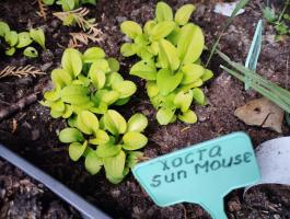 Хоста Sun mouse (Mini)