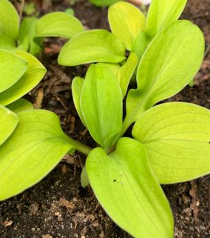 Хоста Sun mouse (Mini)