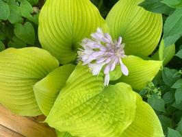 Хоста Coast to coast (L)