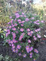 Астра Jenny (кустарниковая)