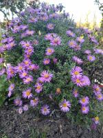 Астра Jenny (кустарниковая)