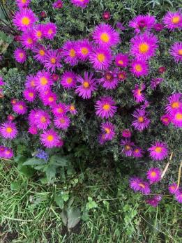 Астра Jenny (кустарниковая)