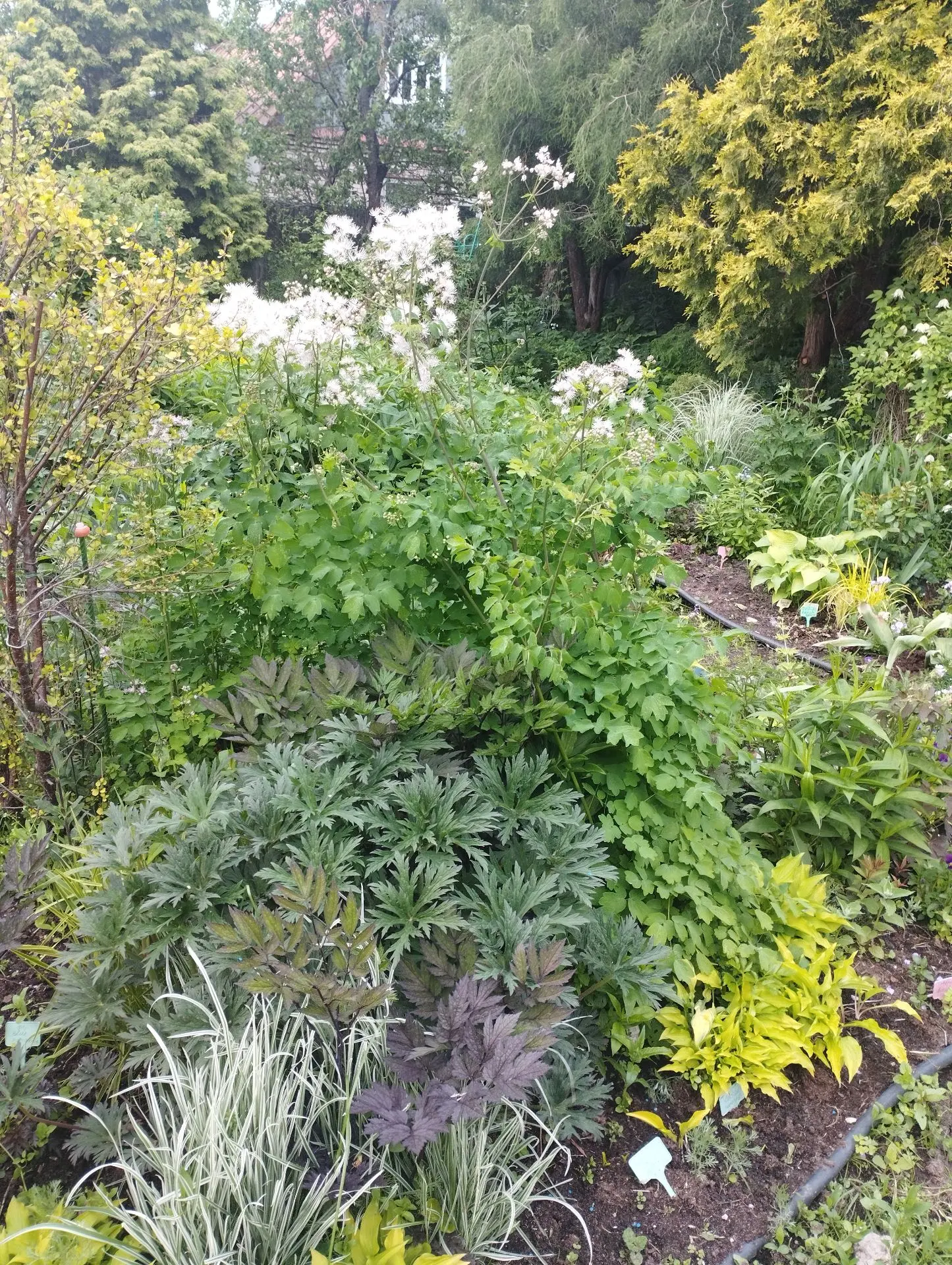 Клопогон Pink spike