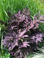 Клопогон Pink spike