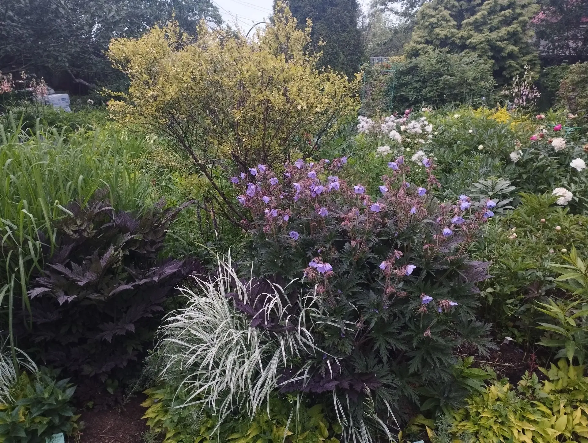 Клопогон Pink spike