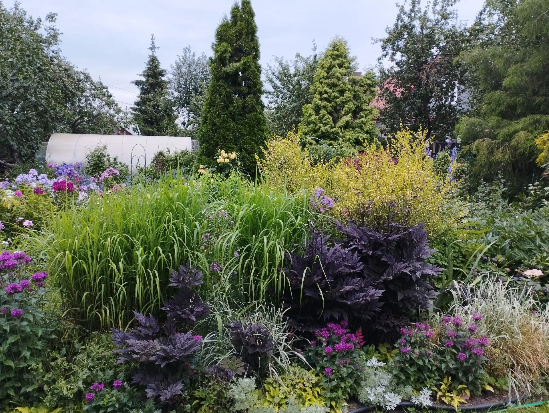 Клопогон Pink spike