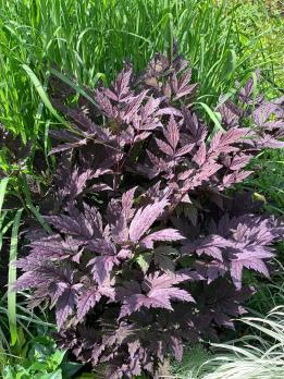 Клопогон Pink spike