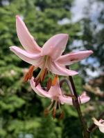 Лилия Ivorine (мартагон)