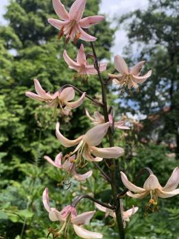 Лилия Ivorine (мартагон)