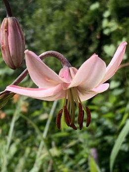 Лилия Ivorine (мартагон)