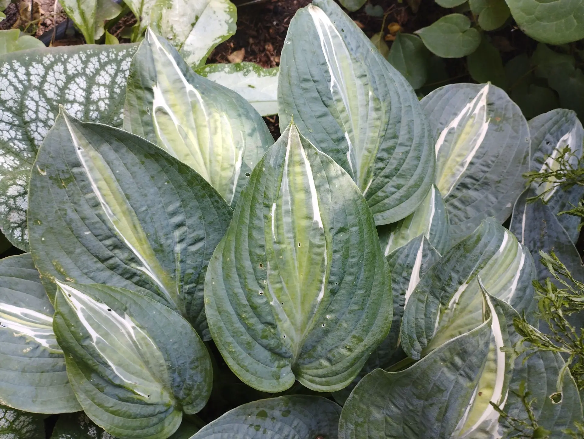 Хоста Erotica (M)