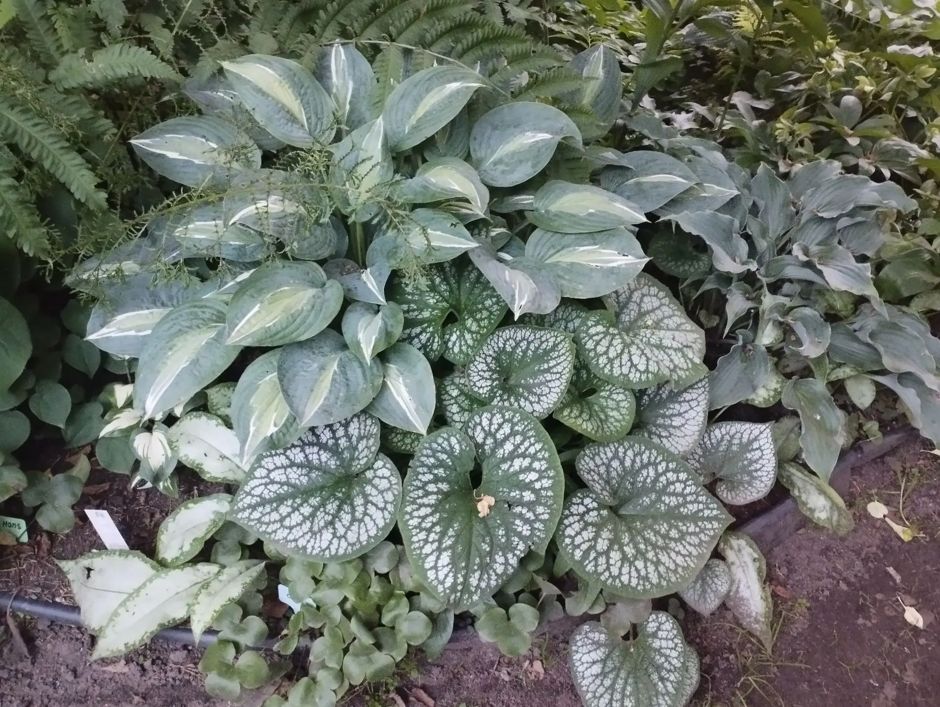 Хоста Erotica (M)